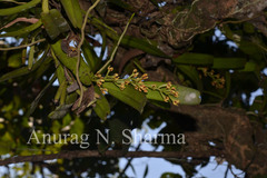 Acampe ochracea